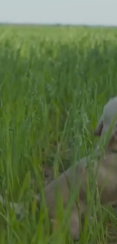 Playful puppy enjoying a lush green field in nature.