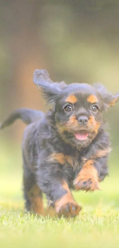 Adorable puppy running in a green field, full of energy and joy.