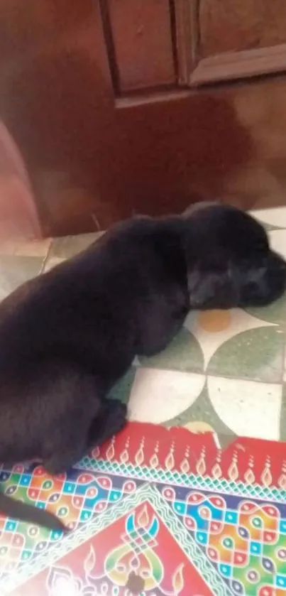 Adorable black puppy on a colorful tiled floor.