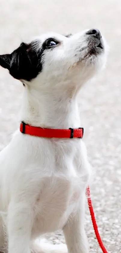 Puppy with red collar sitting on light gray pebbled surface.