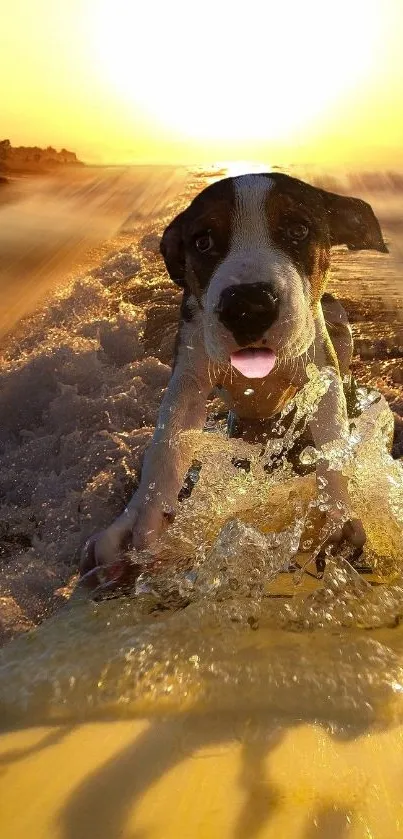 Cute puppy surfing on a sunny beach at sunset.