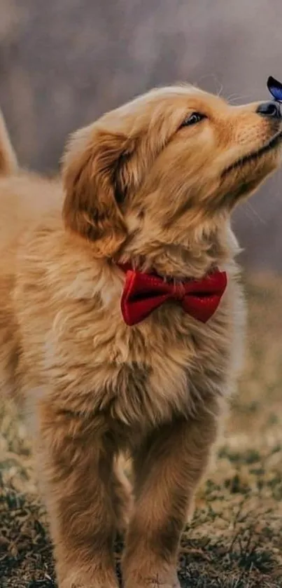 Fluffy puppy with red bow tie and butterfly on nose.