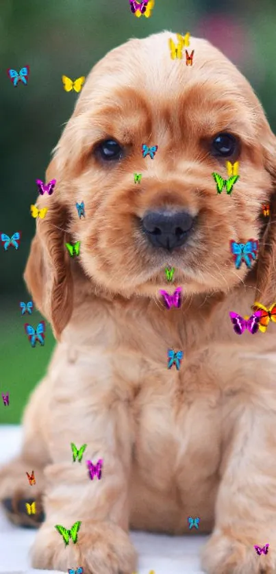 Cute light brown puppy with colorful butterflies.