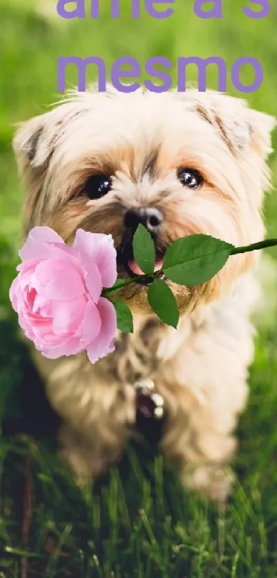 Cute puppy holding a pink flower on green grass.