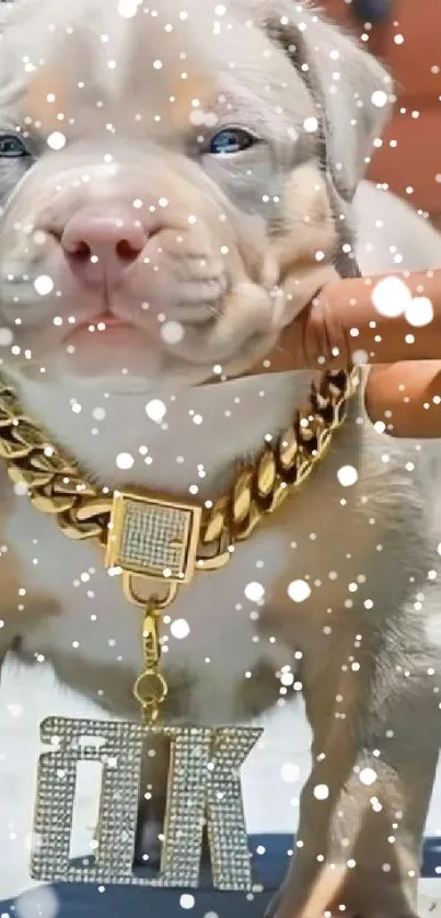 Cute puppy with a gold chain and snow effect