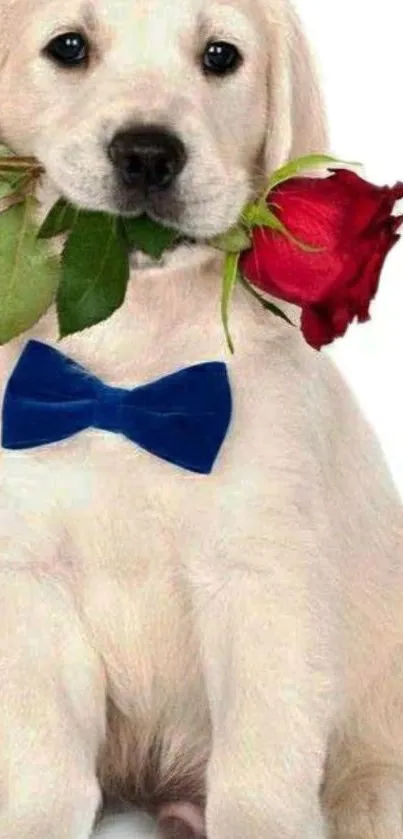 Adorable puppy with blue bowtie holding a red rose.