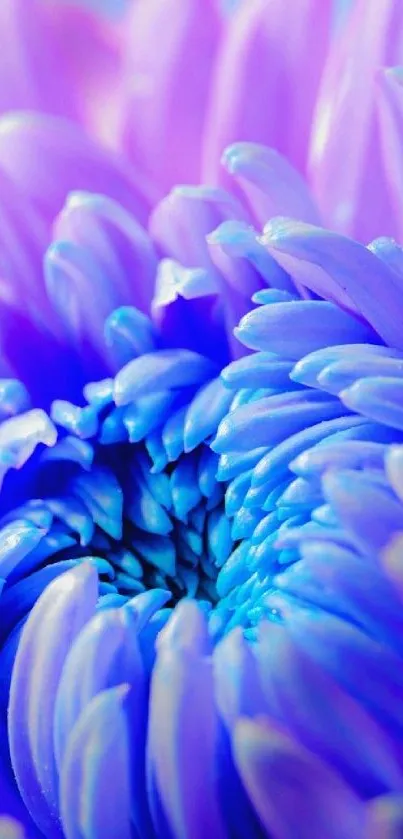 Close-up of purple and blue flower petals for mobile wallpaper.