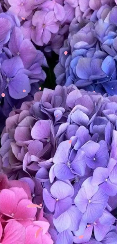 Mobile wallpaper with purple and pink hydrangeas.