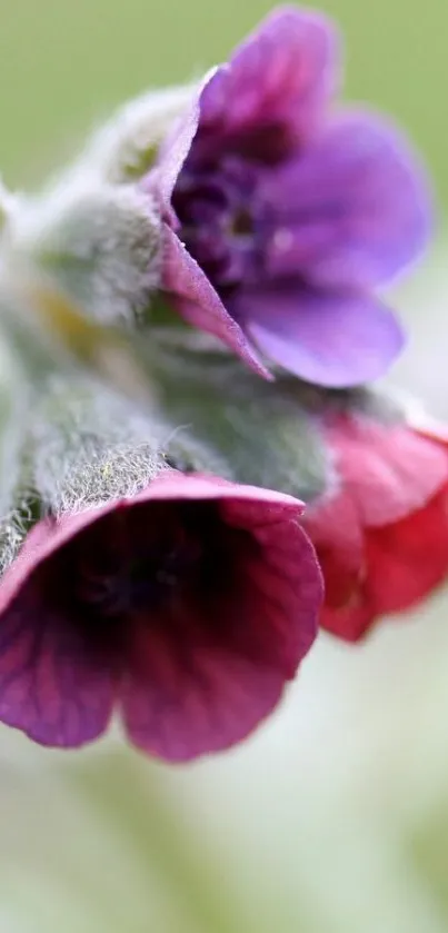 Close-up of purple and red flowers with a blurred background.