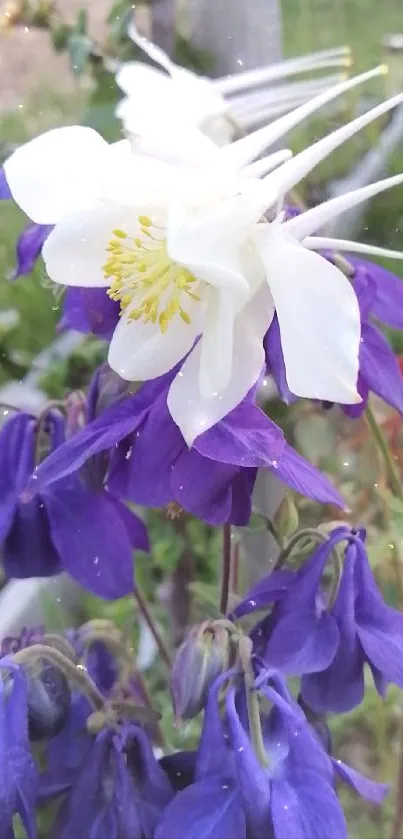 Purple and white columbine flowers in a garden setting.