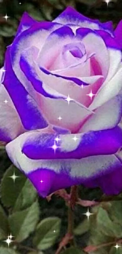 Beautiful purple and white rose on dark background.