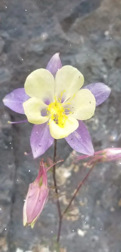 Purple and yellow flower on rocky background mobile wallpaper.