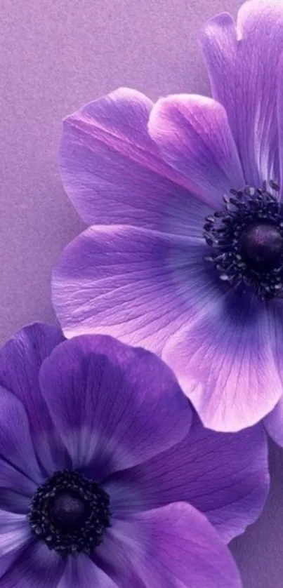 Purple anemone flowers wallpaper with vibrant hues.