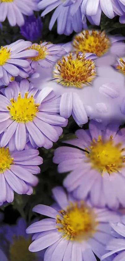 Close-up of vibrant purple aster flowers with bright yellow centers.