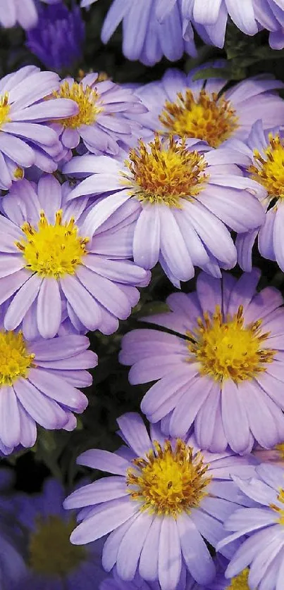 Purple aster flowers with yellow centers create a vibrant phone wallpaper.