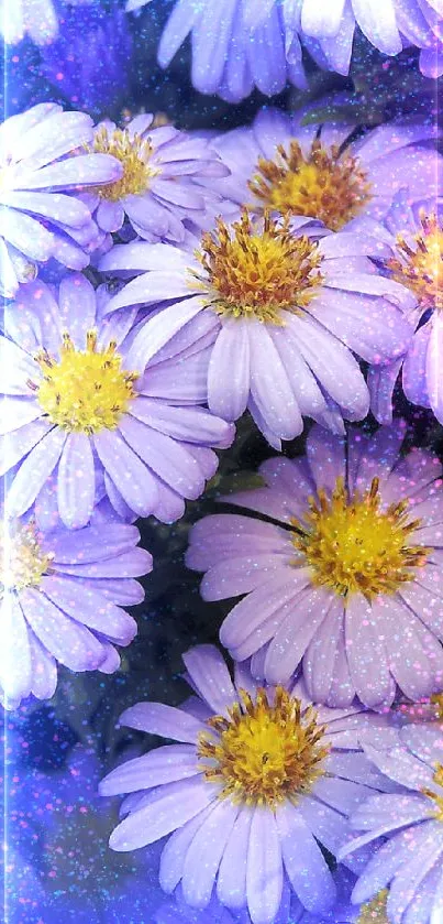 Mobile wallpaper featuring vibrant purple aster flowers in full bloom.