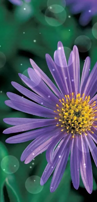 Vibrant purple aster flower on green background mobile wallpaper.