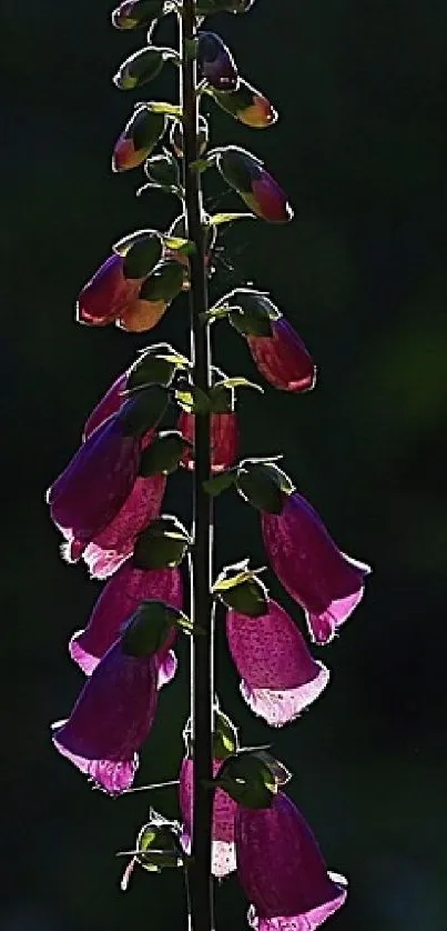 Purple bell flowers silhouette on dark background.