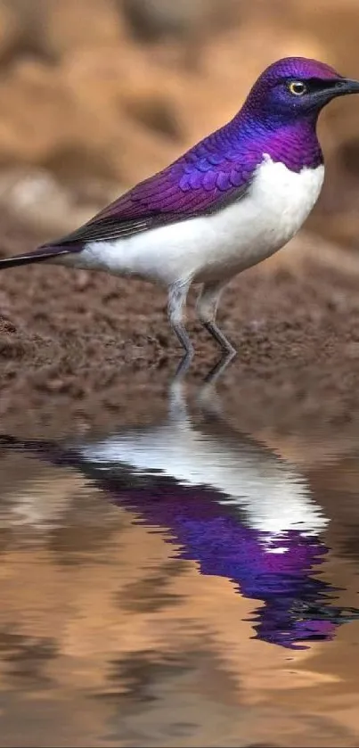 A purple bird stands by water with its reflection visible.