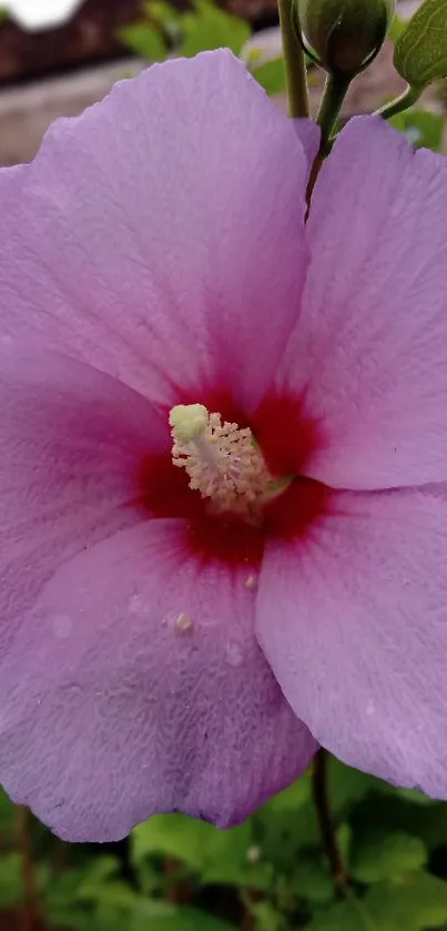 Lavender hibiscus flower with green leaves in garden setting.