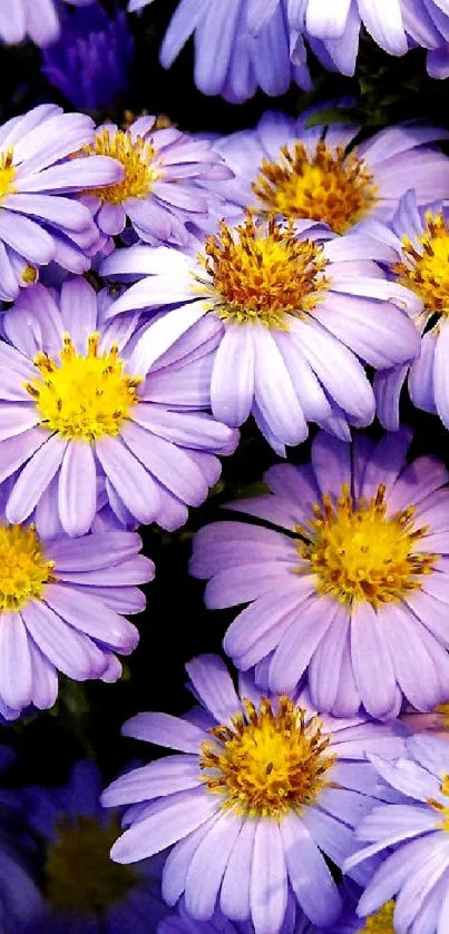 Vibrant purple flowers wallpaper for mobile.