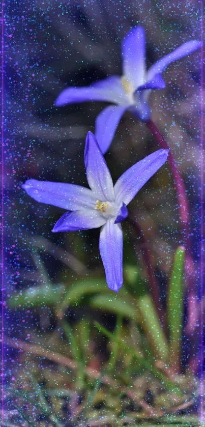 Close-up of vibrant purple flowers blooming in the natural setting.