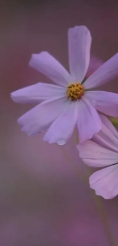 Delicate purple wildflowers in soft lavender hues on a mobile wallpaper.