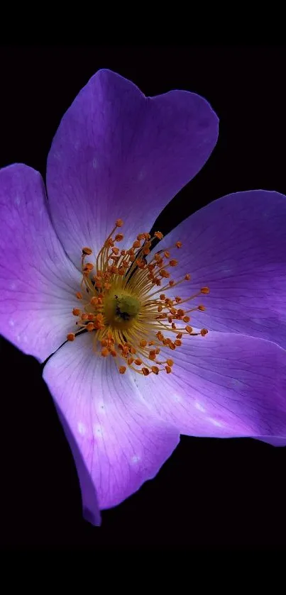 Purple flower bloom on a black background mobile wallpaper.