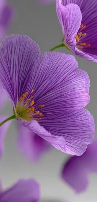 Closeup of purple flower with delicate petals on a mobile wallpaper.