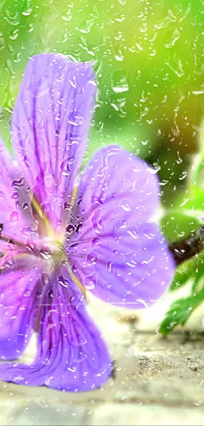 Purple flower on rustic wood with green leaves in the background.