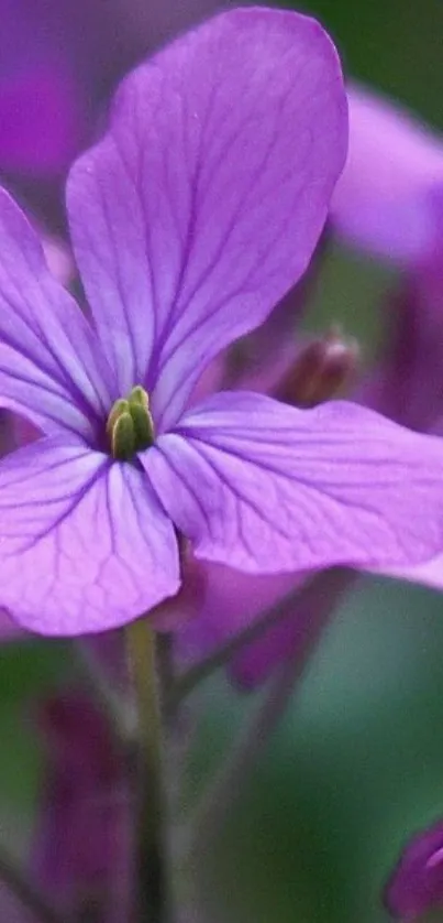 Close-up of a vibrant purple blossom on mobile wallpaper.