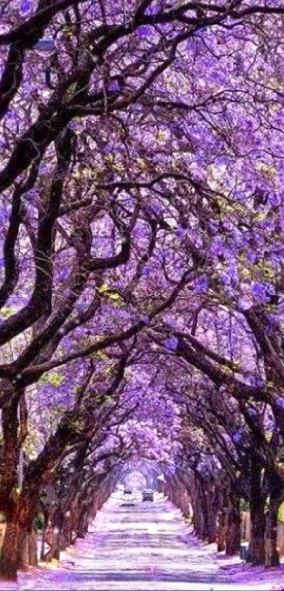 Pathway lined with vibrant purple blossom trees.