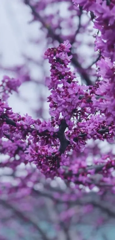 Purple blossoms fill the screen in this vibrant nature wallpaper.