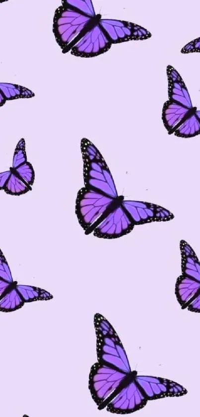 Purple butterflies on a lavender background wallpaper.