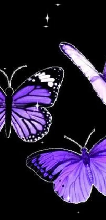 Three vibrant purple butterflies on a black background.