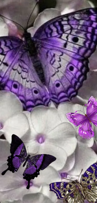 Purple butterflies on white flowers, elegant mobile wallpaper.