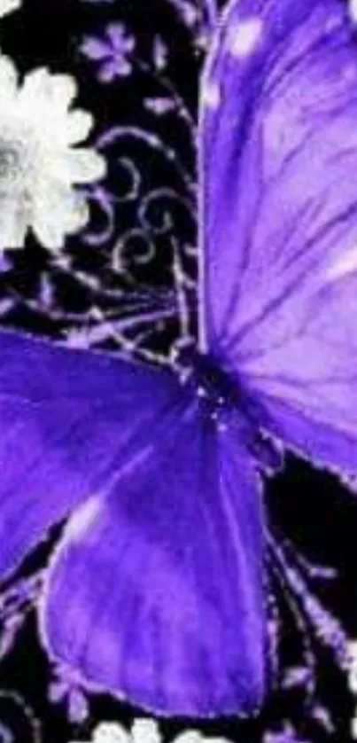 Purple butterfly with white flowers on a black background