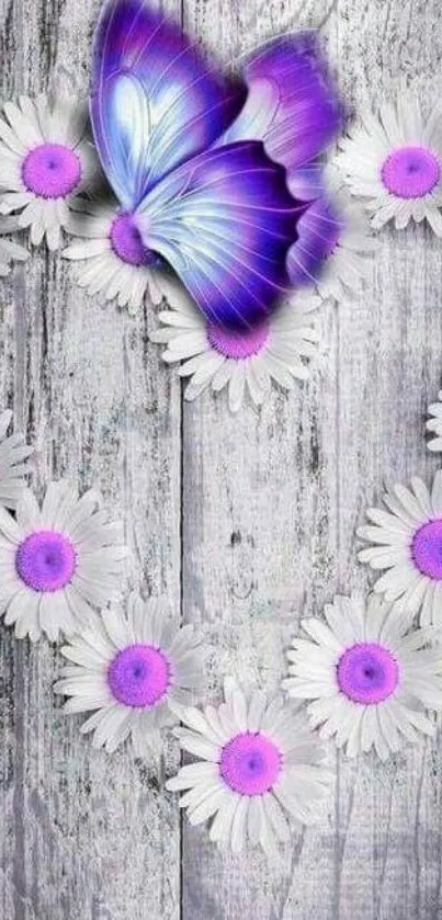 Purple butterfly on daisies with wood background wallpaper.