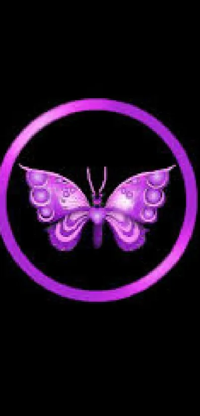 Purple butterfly with glow effect on black background.