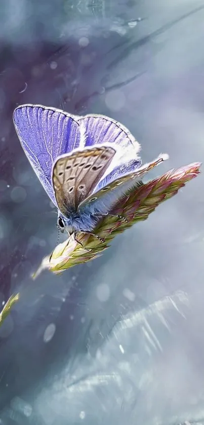 Purple butterfly perched on vibrant grass blade in soft focus background.