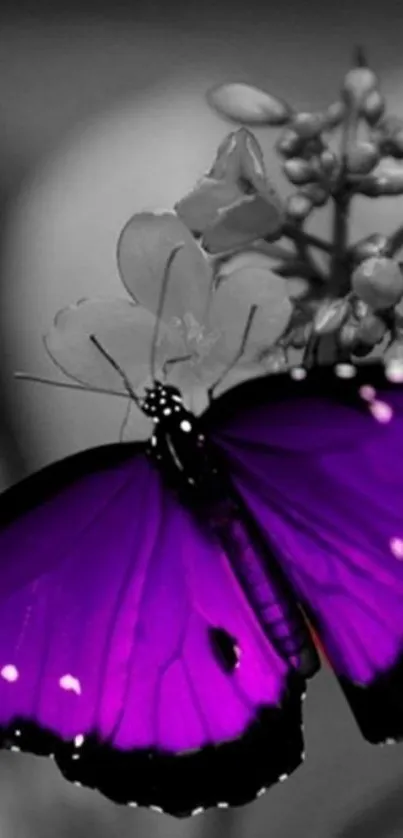 Purple butterfly on monochrome flower wallpaper.