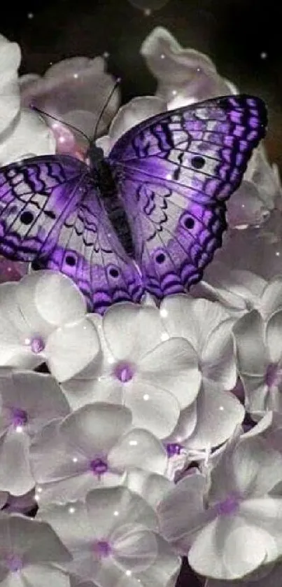 Purple butterfly resting on white flowers.