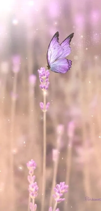 Purple butterfly gracefully sits on lavender stems in a serene and dreamy setting.