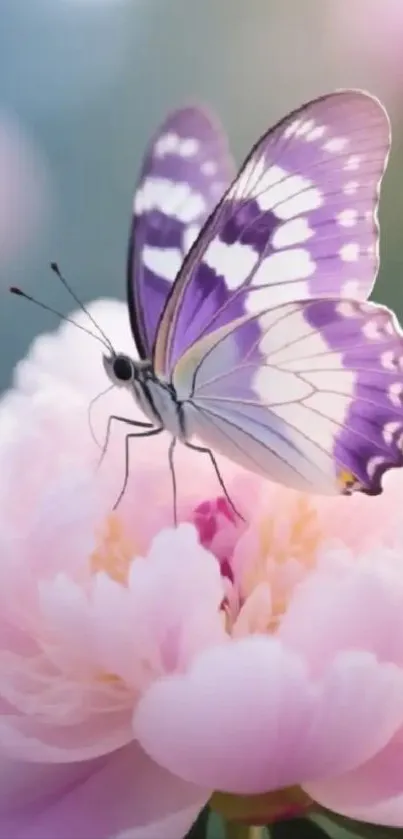 Purple butterfly on a pink flower in close-up view.