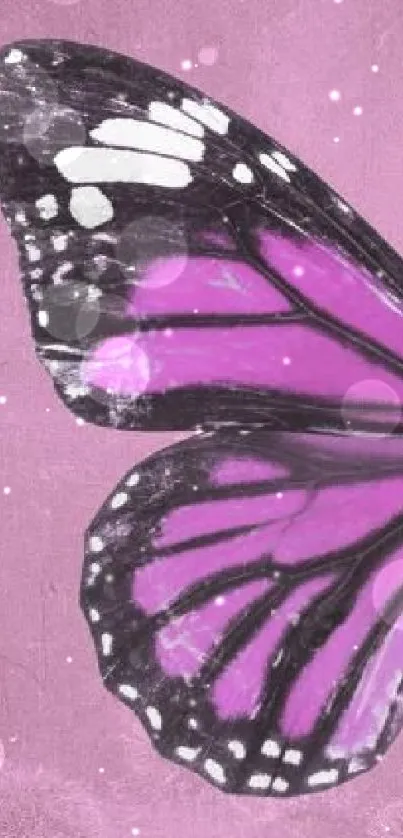 Purple butterfly on textured pink background wallpaper.