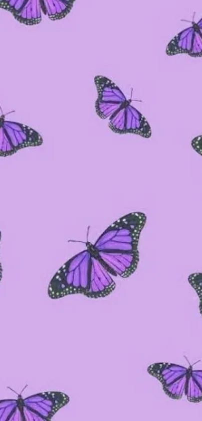 Lavender wallpaper with purple butterflies design.