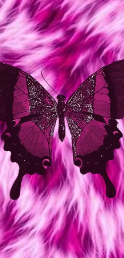 Purple butterfly with pink background wallpaper.