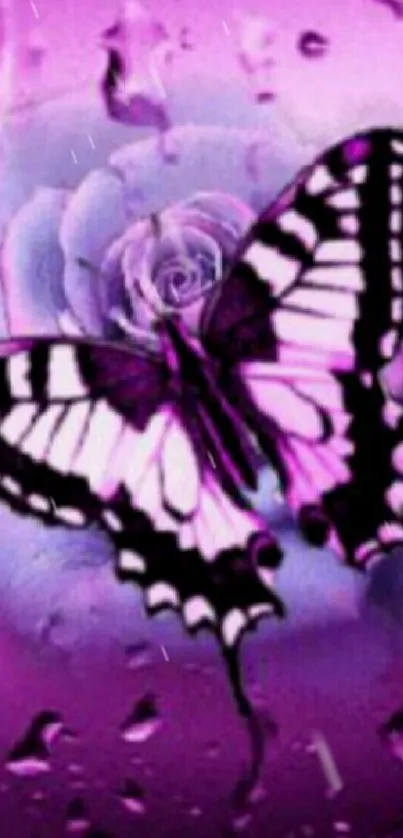 Purple butterfly resting on a rose with raindrops.