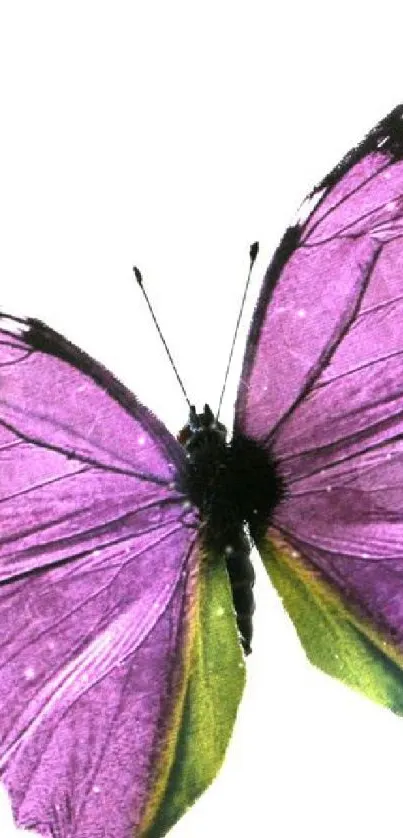 Purple butterfly with vibrant wings on white background.