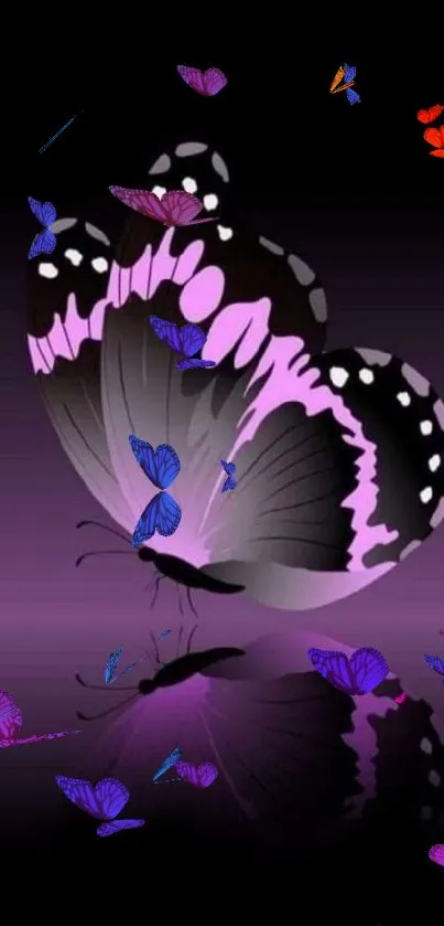 Purple butterfly on black background with reflection.